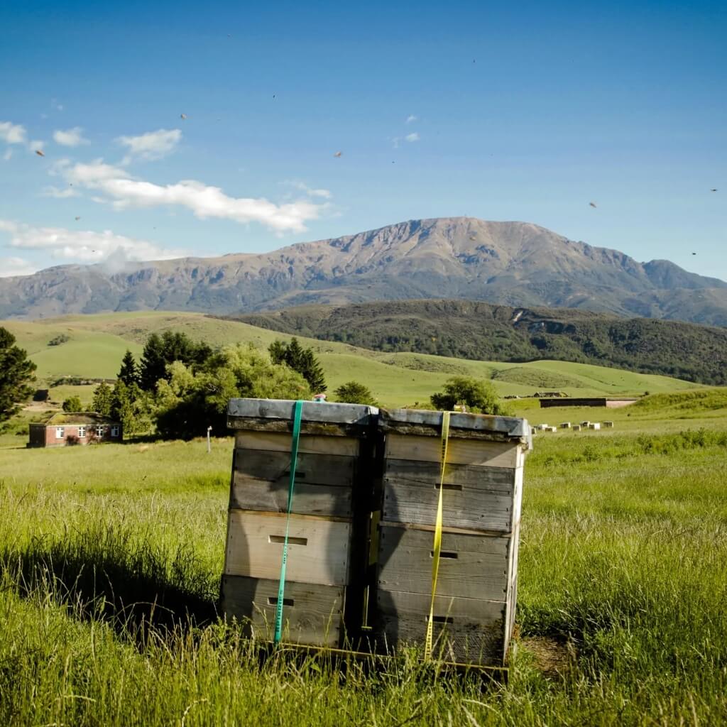 Midlands Apiaries - Leading Supplier on New Zealand Manuka Honey
